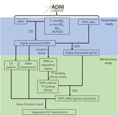 Genome-Wide Association and Mechanistic Studies Indicate That Immune Response Contributes to Alzheimer’s Disease Development